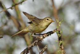 Image of Willow Warbler