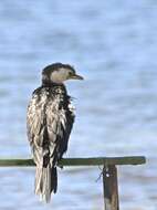 Image of Little Pied Cormorant