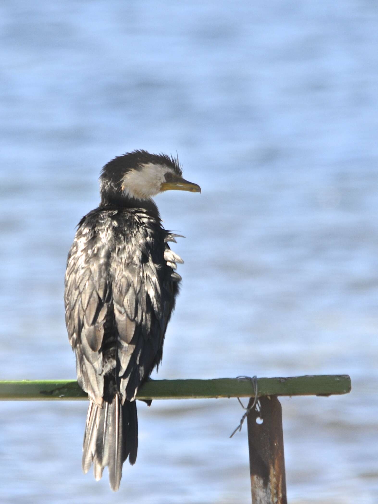 Image of Little Pied Cormorant