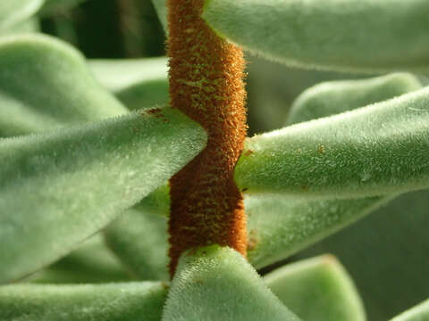 Image of Echeveria pulvinata Rose