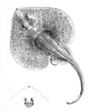 Image of Psammobatis