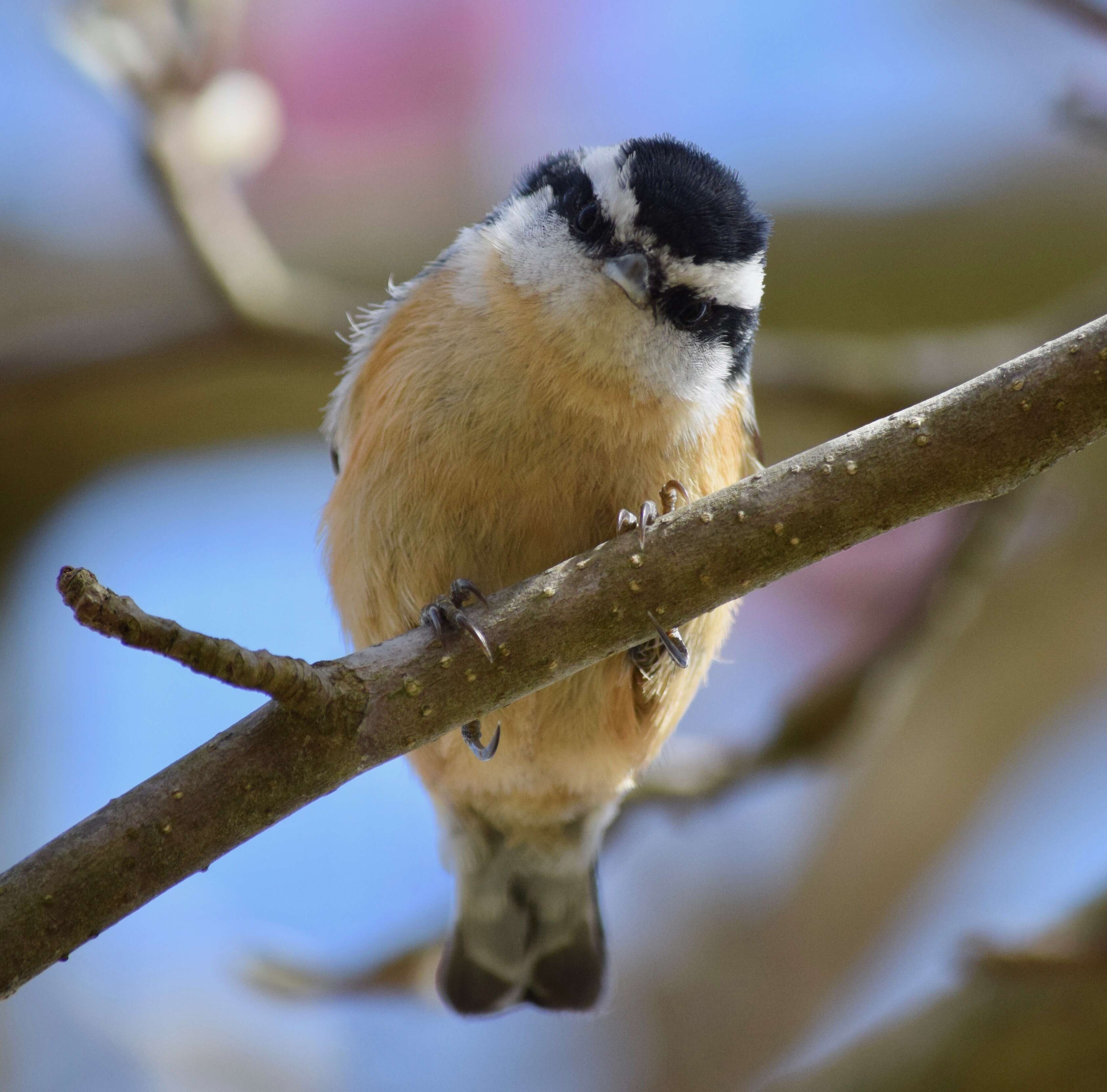 Imagem de Sitta canadensis Linnaeus 1766