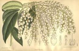 Image of Pieris formosa (Wall.) D. Don