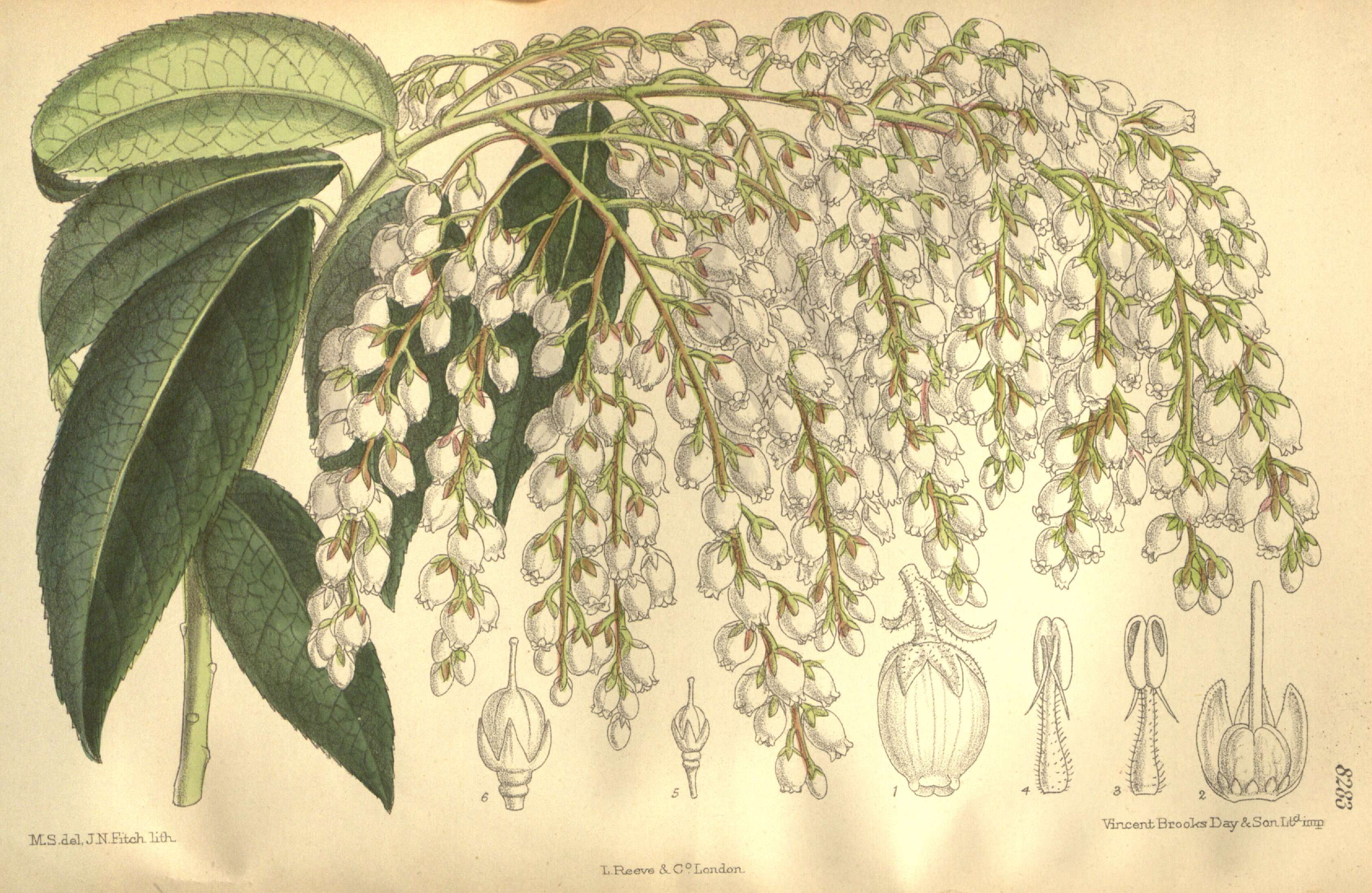 Image of Pieris formosa (Wall.) D. Don