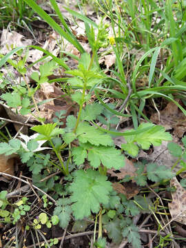 Image of spring avens