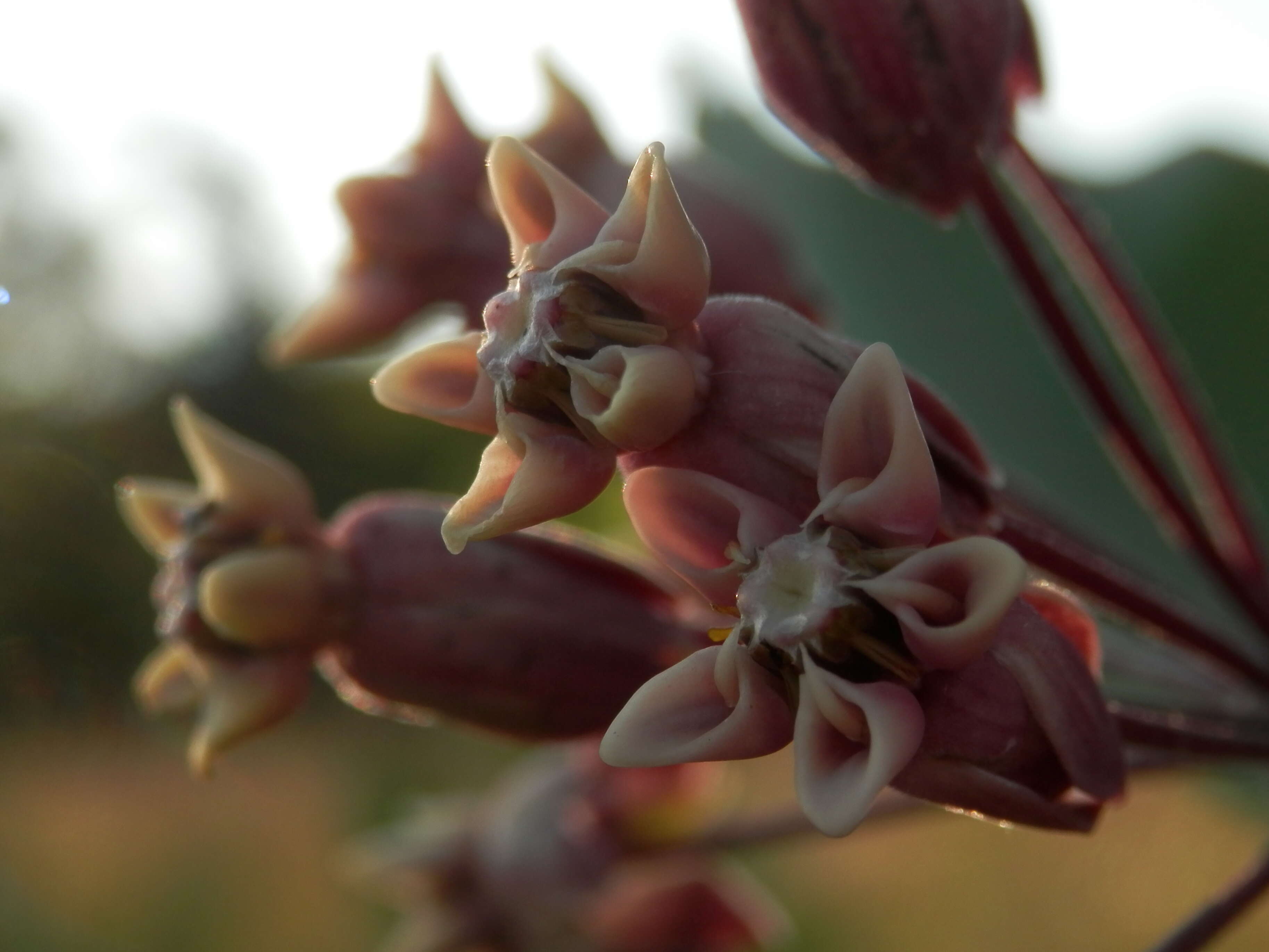 Imagem de Asclepias syriaca L.