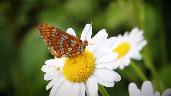 Image of Euphydryas maturna