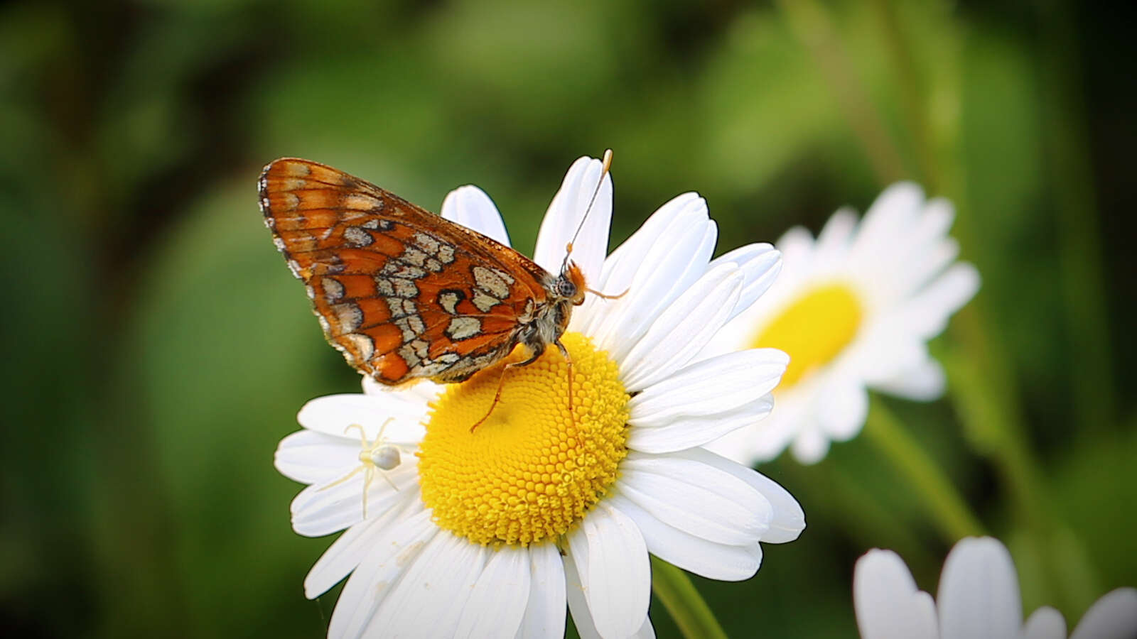 Plancia ëd Euphydryas maturna