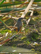 Image of Ashy Prinia