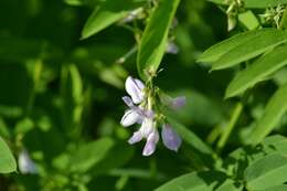 Image of Goat's rue