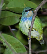 Image of Shining Honeycreeper