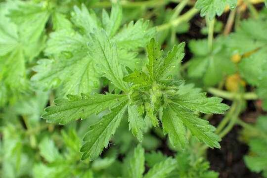 Image of European cinquefoil