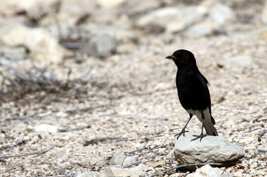 Image of White-crowned Black Wheatear