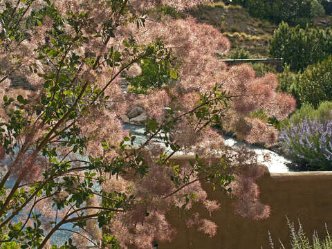 Image of European smoketree