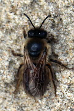 Colletes cunicularius (Linnaeus 1761) resmi