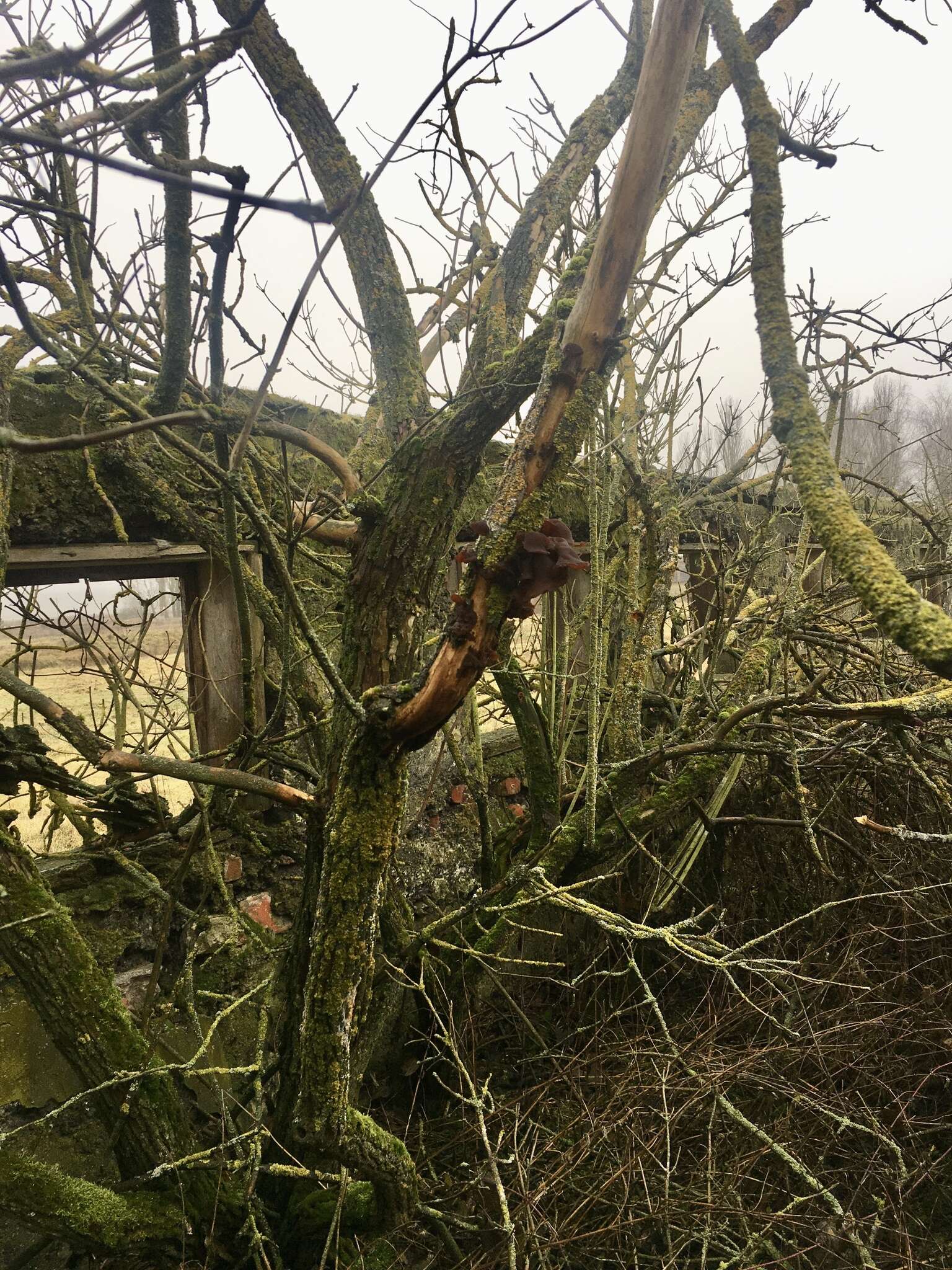 Image of ear fungus