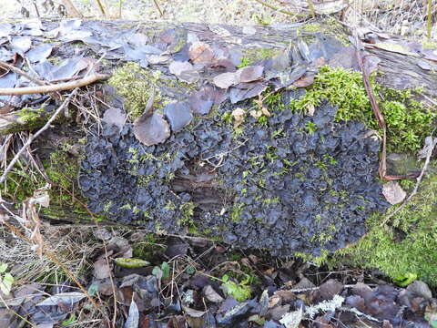 Image of felt lichen