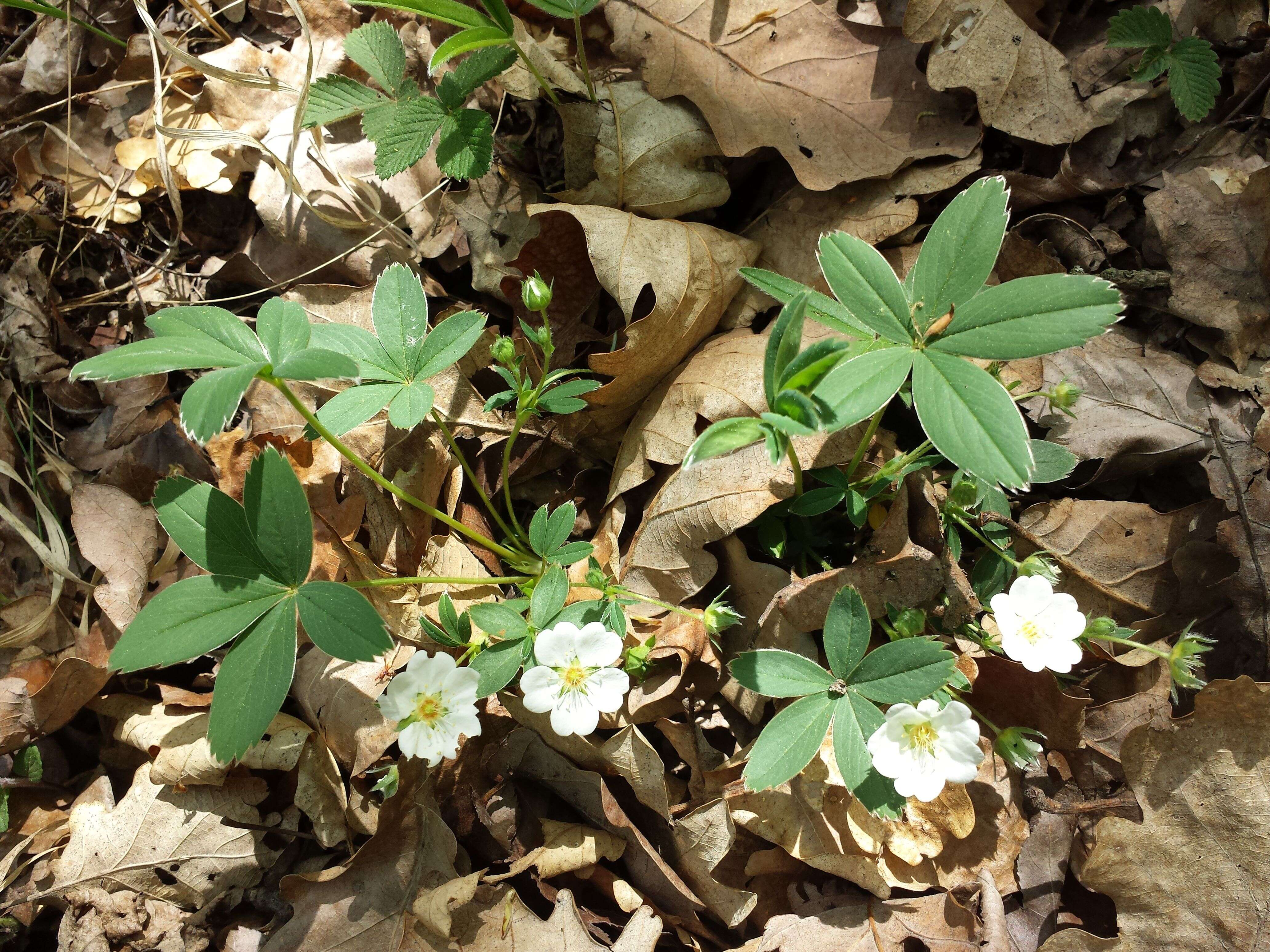 Image of White Cinquefoil