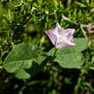 Image of Field Bindweed