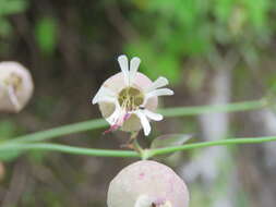 Image of Bladder Campion