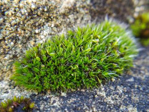 Image of pulvinate dry rock moss