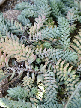 Image of Sedum morganianum Walther