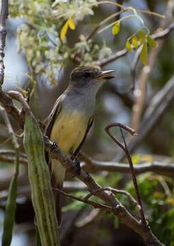 صورة Myiarchus tyrannulus (Müller & Pls 1776)