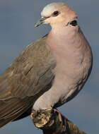 Image of Red-eyed Dove