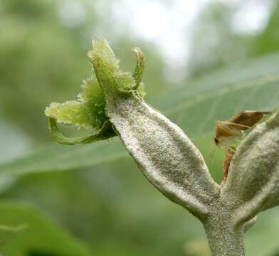 Image of nutmeg hickory