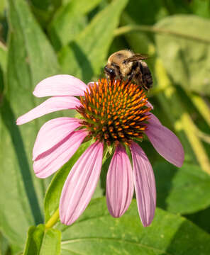 Image of Brown-belted Bumblebee