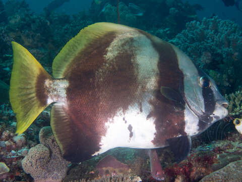 Image of Humpback batfish