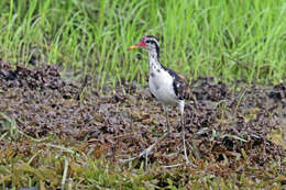 Image of Wattled Jacana