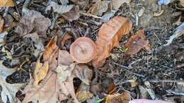 Image of Armillaria gallica Marxm. & Romagn. 1987