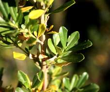 Image of Mauve freylinia