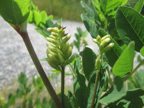 Image of licorice milkvetch