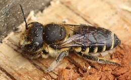 Image of Alfalfa Leafcutter Bee