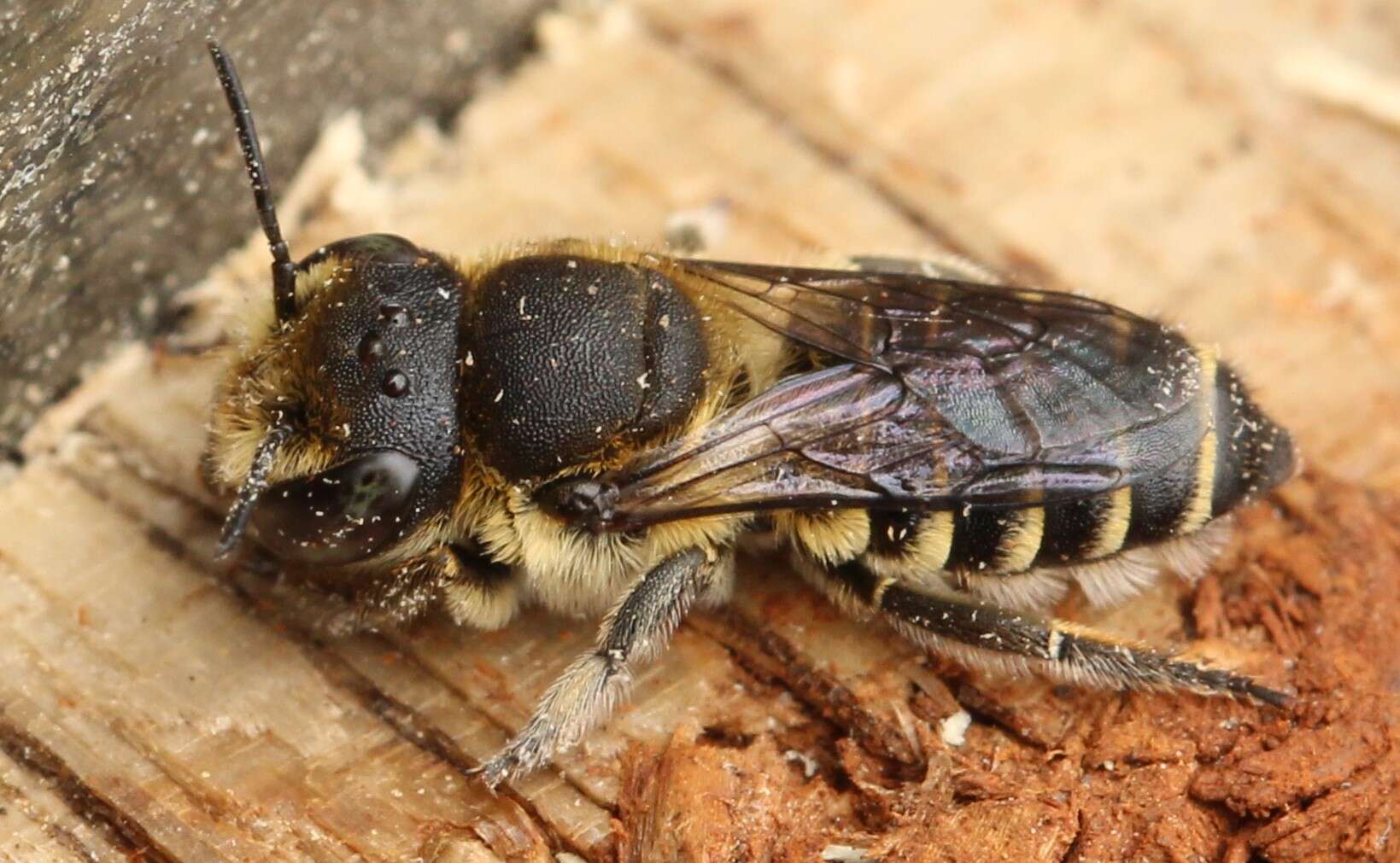 Image of Alfalfa Leafcutter Bee