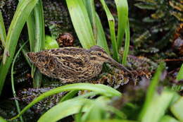 Image of Auckland Snipe