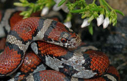 Image of Lampropeltis triangulum triangulum