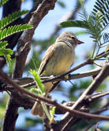 Image of Northern Beardless Tyrannulet