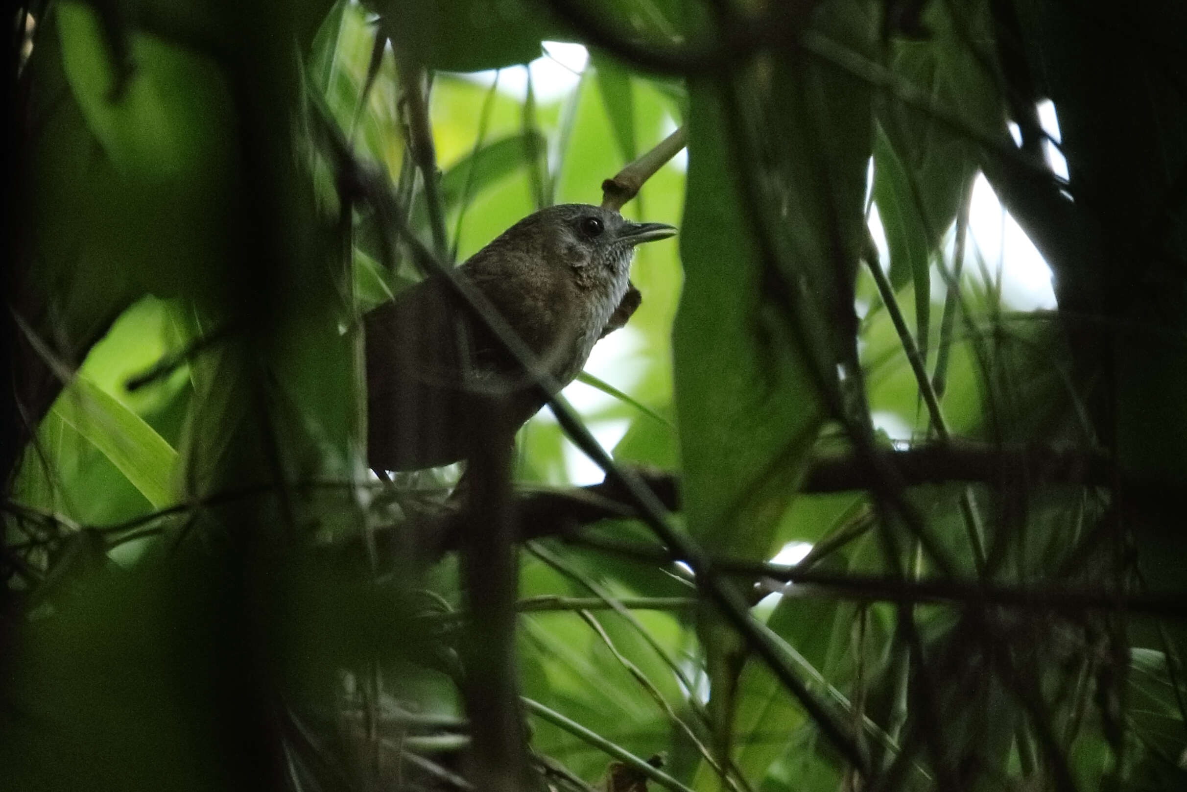 Image of Spot-throated Babbler