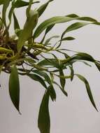 Image of Dendrobium plicatile Lindl.