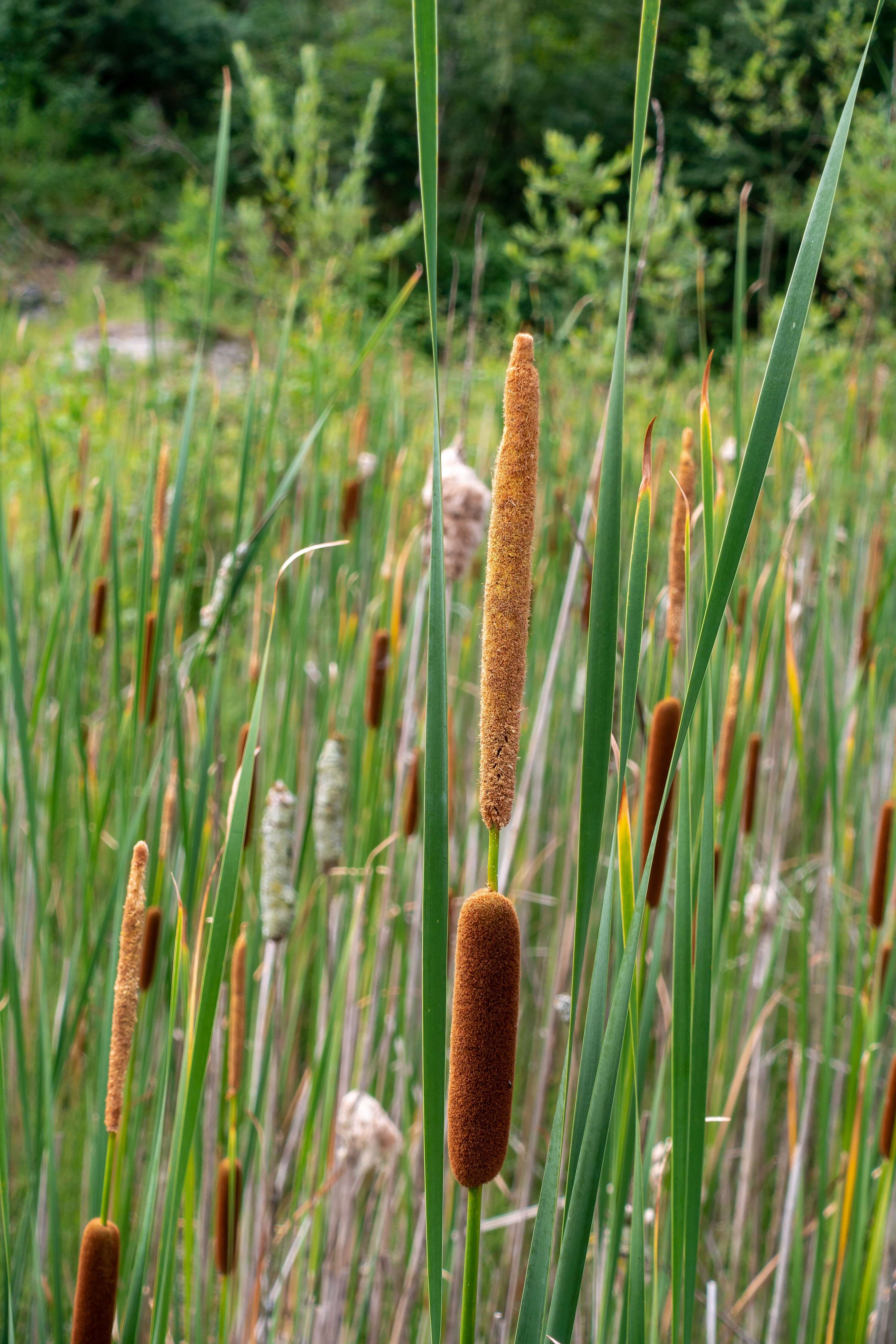 Image of Lesser Bulrush