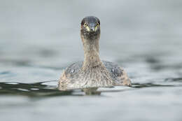 Image of Australasian Grebe