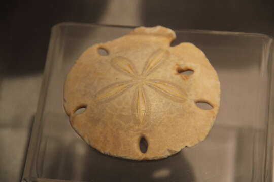 Image of Sand dollars