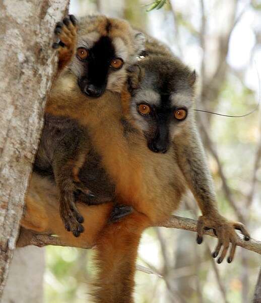 Image of brown lemur