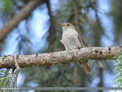 Image of Rusty-tailed Flycatcher