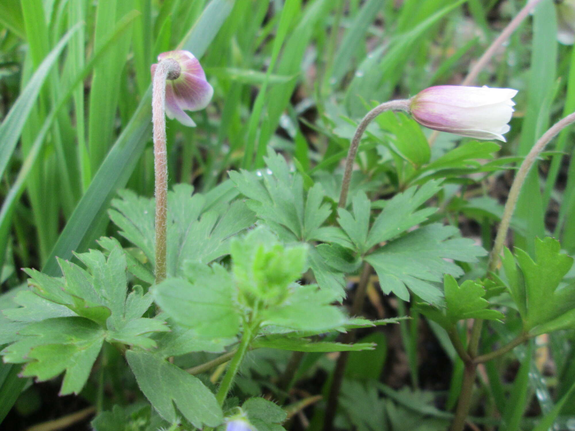 Image of Balkan Anemone