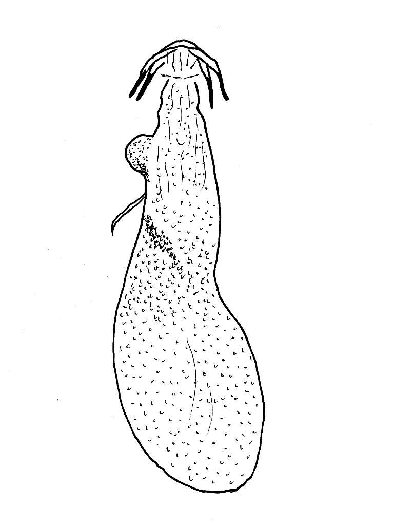 Image of Stigmella alaternella (Le Marchand 1937) Klimesch 1948
