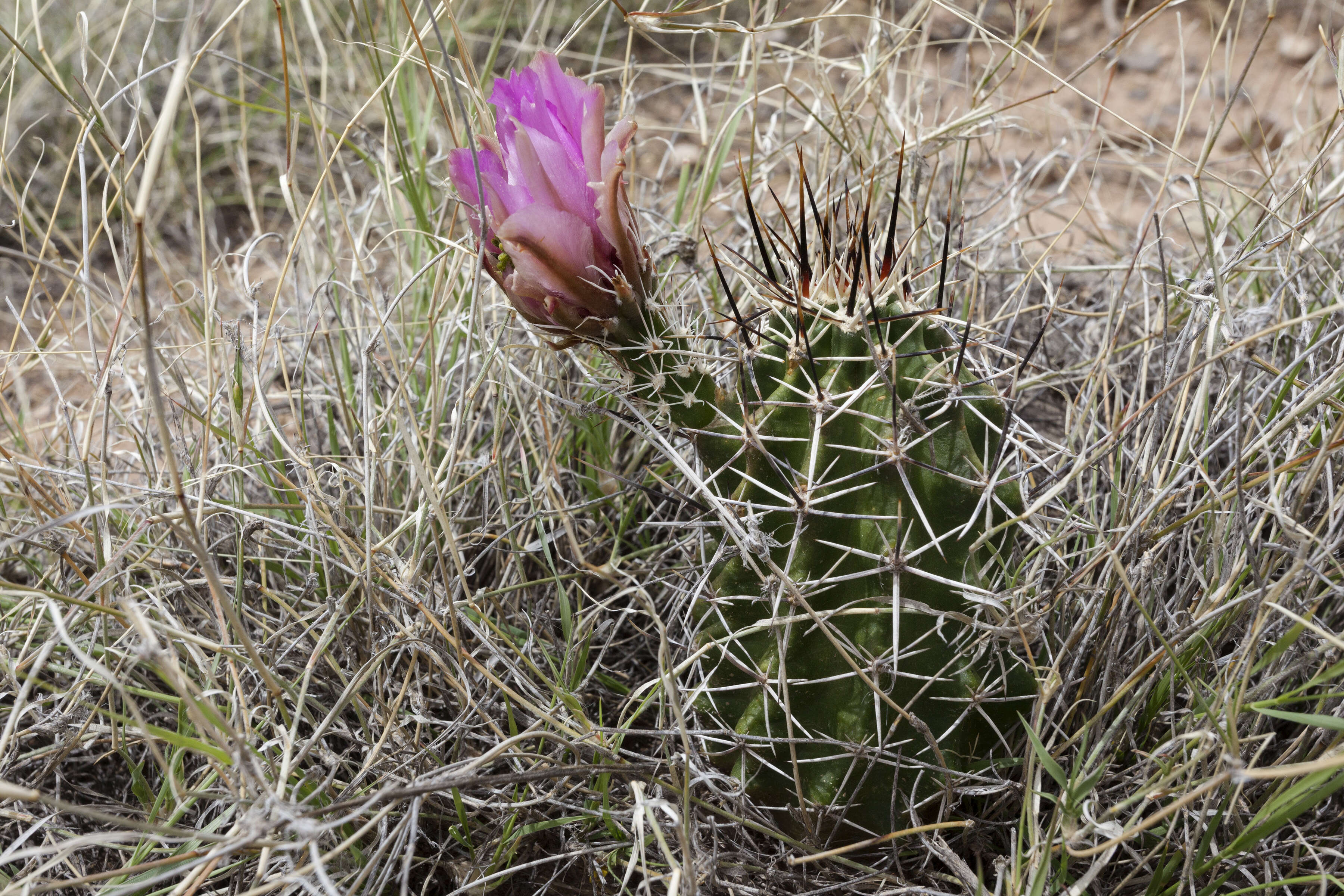 Image de Echinocereus fendleri (Engelm.) Sencke ex J. N. Haage